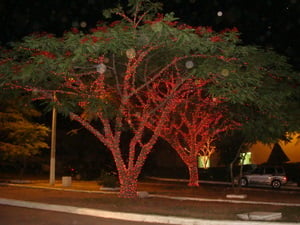 As árvores ganharam luzes e cores