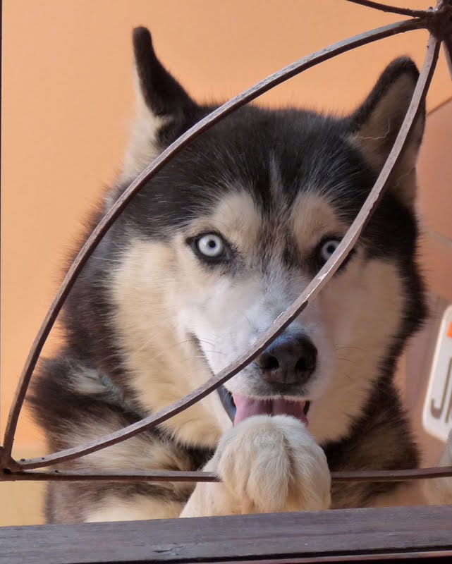 ruffus