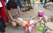 Canina Fest: Evento reuniu centenas de pessoas para defesa dos animais em Conquista
