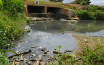 Parque Lagoa das Bateias: Animais consomem água de esgoto num grande espaço “esquecido”