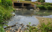 Parque Lagoa das Bateias: Animais consomem água de esgoto num grande espaço “esquecido”