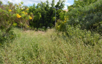 Centro de Referência Crescêncio Silveira: o mato, o acúmulo de lixo são alvo de reclamações e habitat de escorpiões