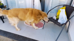 Pet Acolhido | Jovem procura tutor de Golden Retriever encontrado na Zona Leste de Vitória da Conquista