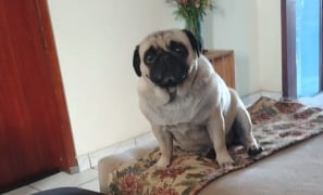 Apelo de Urgência | Thiago Bruno busca por Lua desaparecida na Zona Leste de Vitória da Conquista