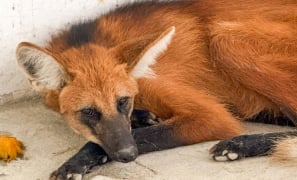 Meio Ambiente | Lobo-Guará é resgatado em sítio na Zona Urbana de Vitória da Conquista