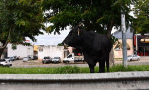 Alerta na Baixada do Jurema | Vaca Preta mobiliza olhares na Zona Leste de Vitória da Conquista