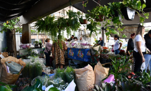 Natureza Colorida | Feira de Flores embeleza a Central de Abastecimento em Vitória da Conquista