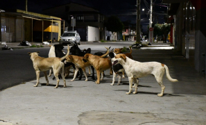 Causa Animal em Alerta | abandono e falta de controle populacional geram matilhas em Vitória da Conquista