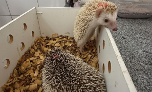 Centro de Triagem de Animais Silvestres | Vitória da Conquista Ouriços Pigmeus Africanos apreendidos em Poções