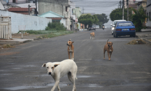 Causa Animal | cães se espalham em Vitória da Conquista e riscos de atropelamentos preocupam