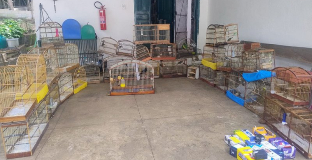 Crime Ambiental | Operação combate maus-tratos e tráfico de animais silvestres em Vitória da Conquista