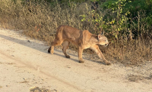 Meio Ambiente | Onça-parda e outros 25 animais silvestres retornam à natureza em Vitória da Conquista