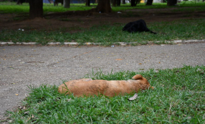Maldade na Praça Hercílio Lima | cachorro agoniza após ser esfaqueado no Centro de Vitória da Conquista