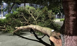 Avenida Olivia Flores | arvore tomba e interdita avenida na Zona Leste de Vitória da Conquista