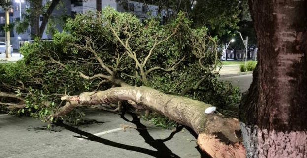 Avenida Olivia Flores | arvore tomba e interdita avenida na Zona Leste de Vitória da Conquista