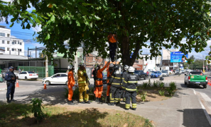 Resgate na Árvore | operação mobiliza bombeiros para retirar homem de árvore em vitória da Conquista