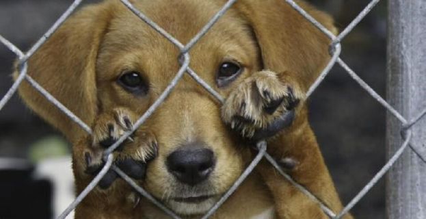 Vale do Jiquiriçá | homem é preso em flagrante por zoofilia e maus-tratos a cães em Brejões