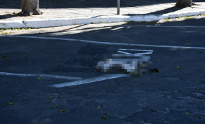 Maus-tratos a Animais na Praça da Bandeira | gato aparece morto misteriosamente em Vitória da Conquista