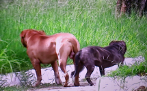 Alerta na Praça Sá Barreto | flagrante mostra cães Pitbull soltos e sem focinheira em Vitória da Conquista