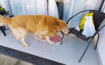 Pet Acolhido | Jovem procura tutor de Golden Retriever encontrado na Zona Leste de Vitória da Conquista