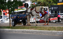 Avenida Olívia Flores | cavalo ferido ao puxar carroça mobiliza olhares e gera indignação em Vitória da Conquista