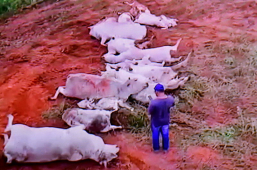 Tragédia no Campo | raio atinge árvore e mata dezesseios cabeças de gado na Zona Rural de Piripá