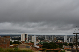 Meio Ambiente | infestação de marimbondos assusta e acende alerta em Vitória da Conquista